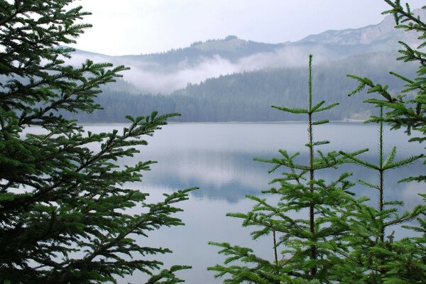 Lago natural entre el bosque de coníferas