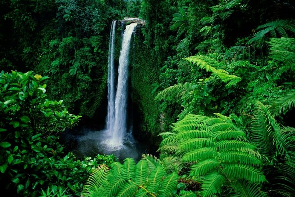 Bassa cascata nella foresta pluviale