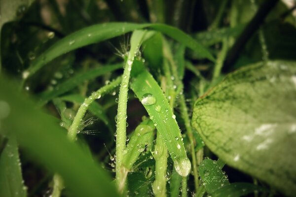 Gouttes de pluie sur les plantes