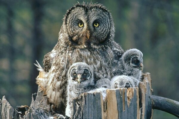 Eulenfamilie in freier Wildbahn