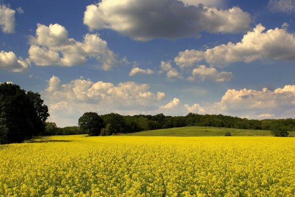 Літній луг з польовими квітами