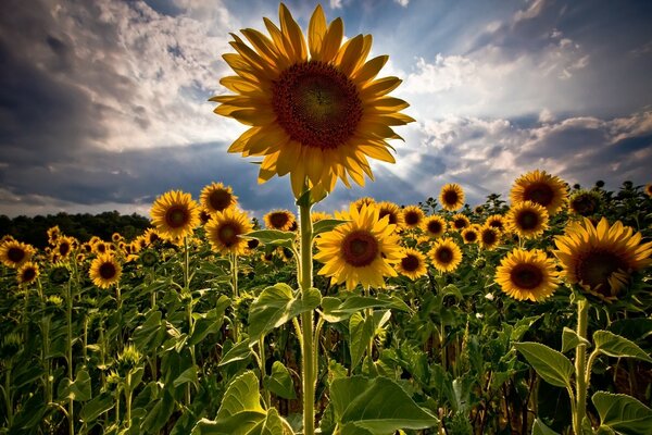 Field of yellow sunflowers in summer