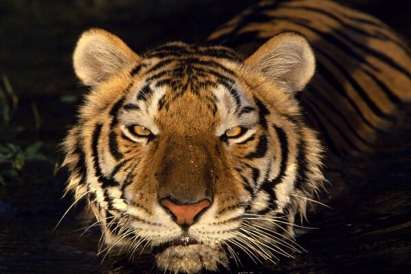 Tiger in der Dämmerung bei Sonnenuntergang des Tages