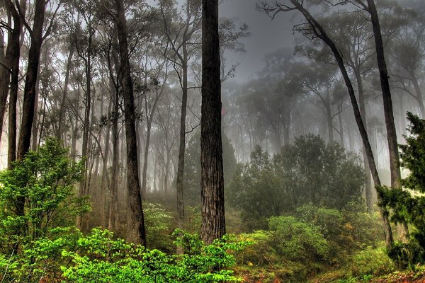 Nebbia misteriosa nella foresta più spesso