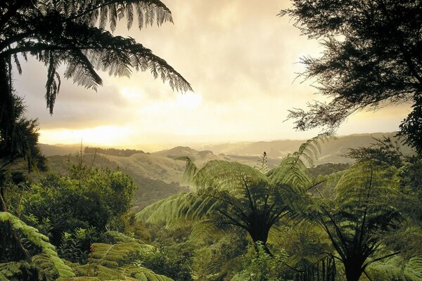 Piante tropicali contro il cielo