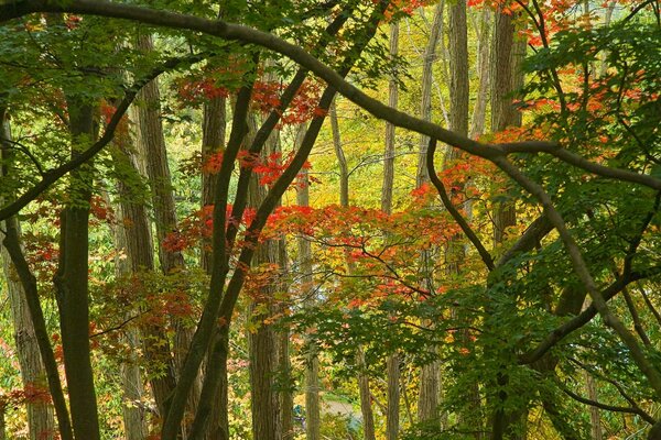 Floresta por dentro. Outono natureza