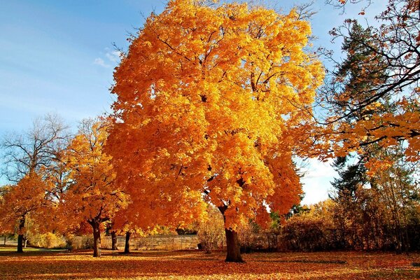 Herbstsaison randgelber Baum