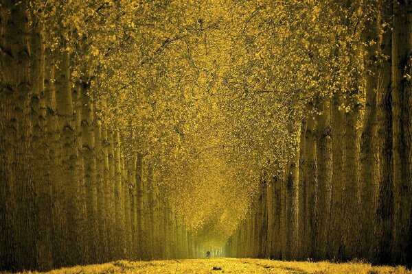 Autumn alley of incredible beauty trees