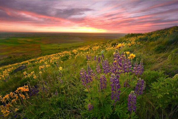 Grama multicolorida em um bosque por do sol