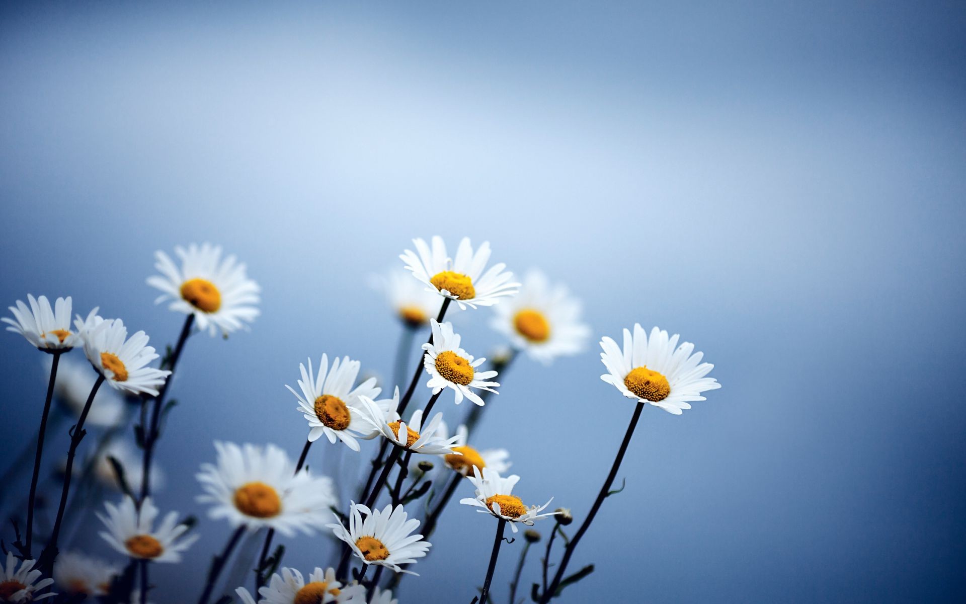 marguerites nature fleur été soleil beau temps flore lumineux croissance champ foin couleur en plein air