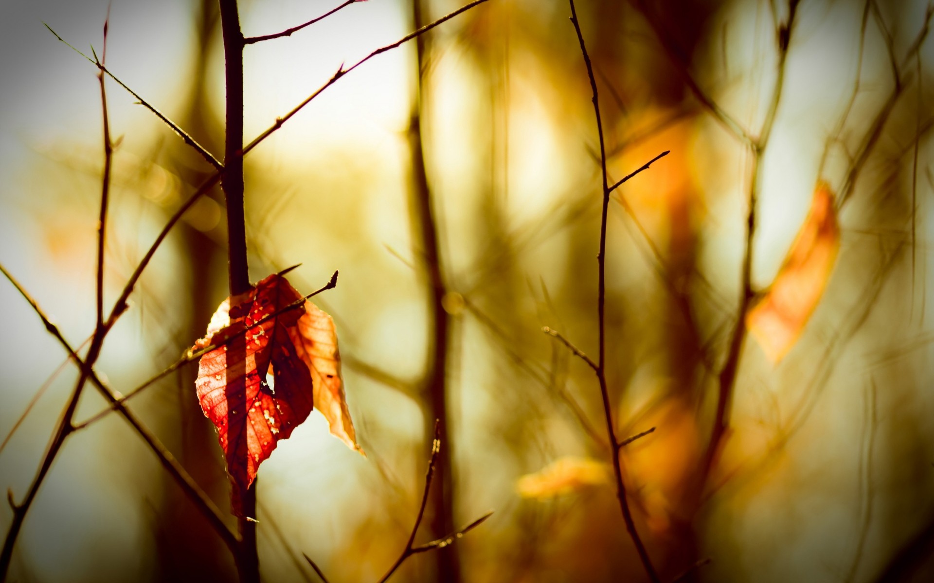 automne automne nature feuille lumière bois bois flou couleur hiver dof à l extérieur aube fleur branche soleil jardin or