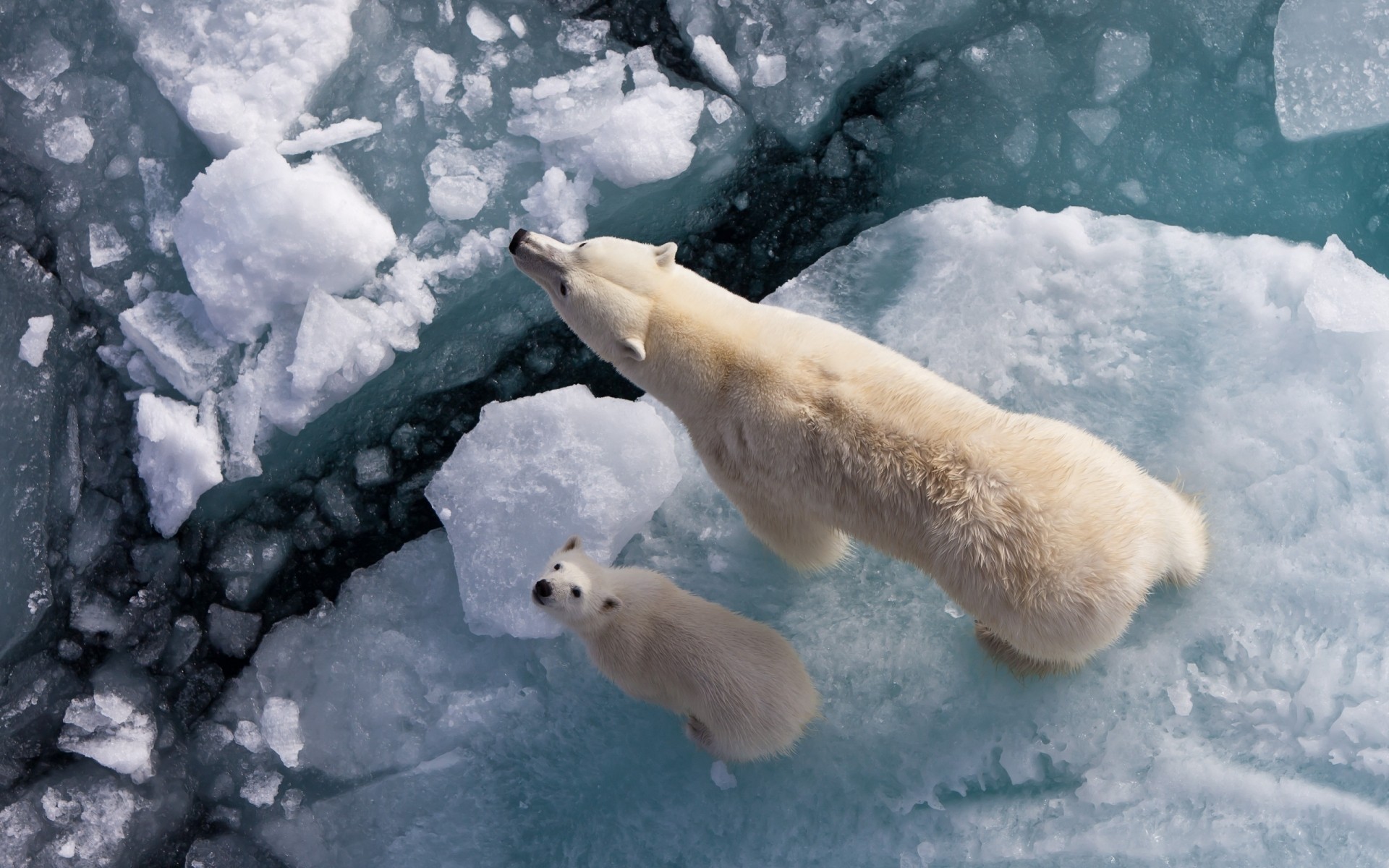 animais neve inverno gelado gelo frio congelado ao ar livre geada mamífero luz do dia polar natureza água tempo sozinho ursos ártico