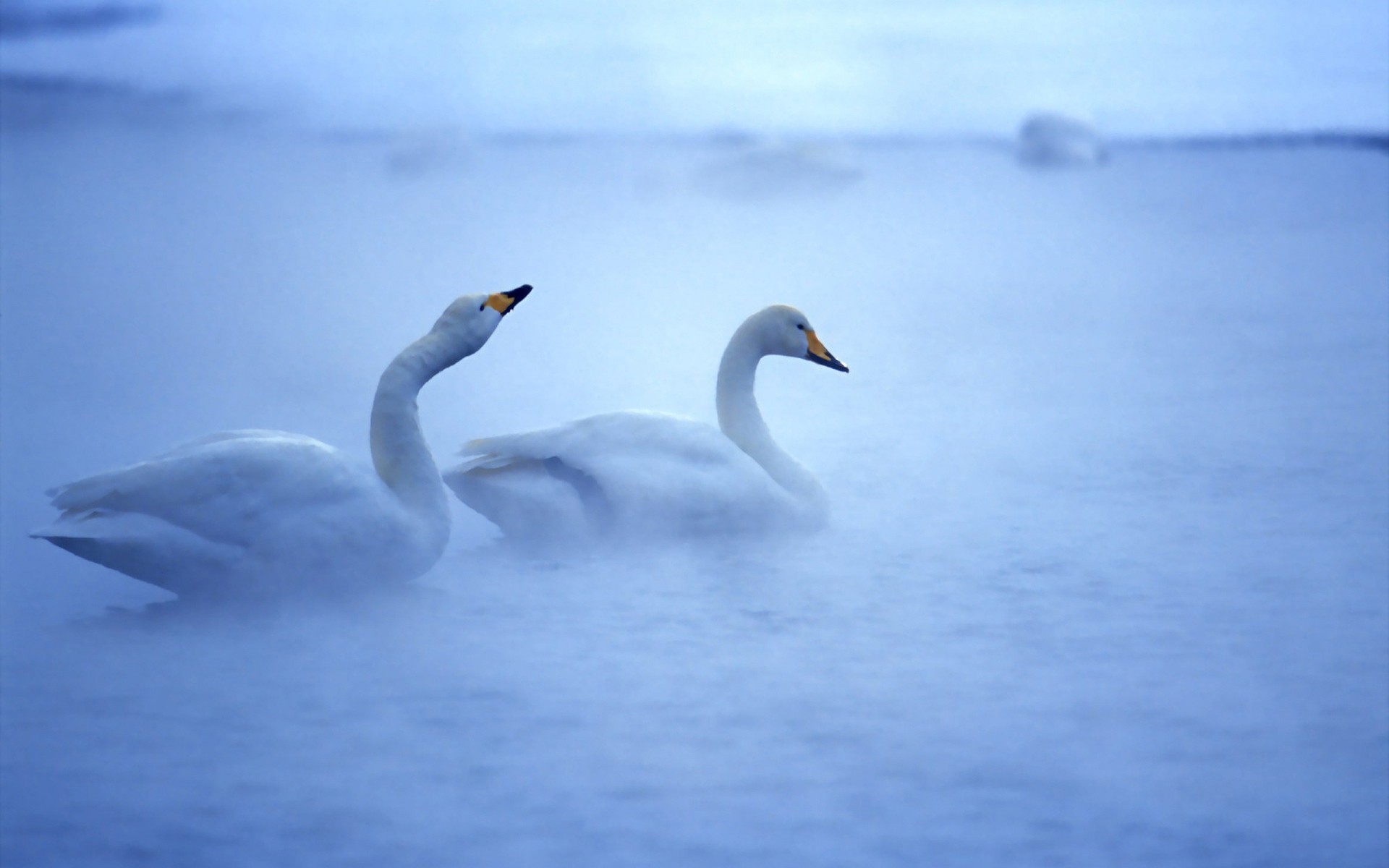 cigni uccello cigno acqua natura lago fauna selvatica all aperto