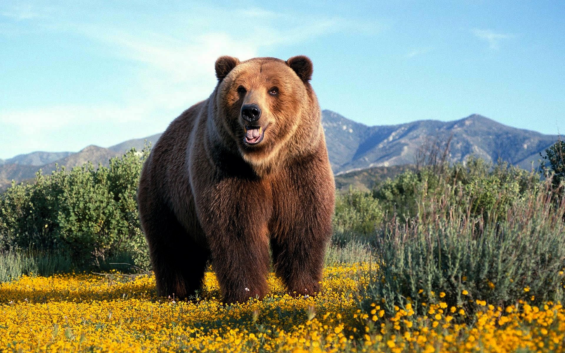 animals outdoors nature mammal wood wild hayfield grass wildlife bear grizzly