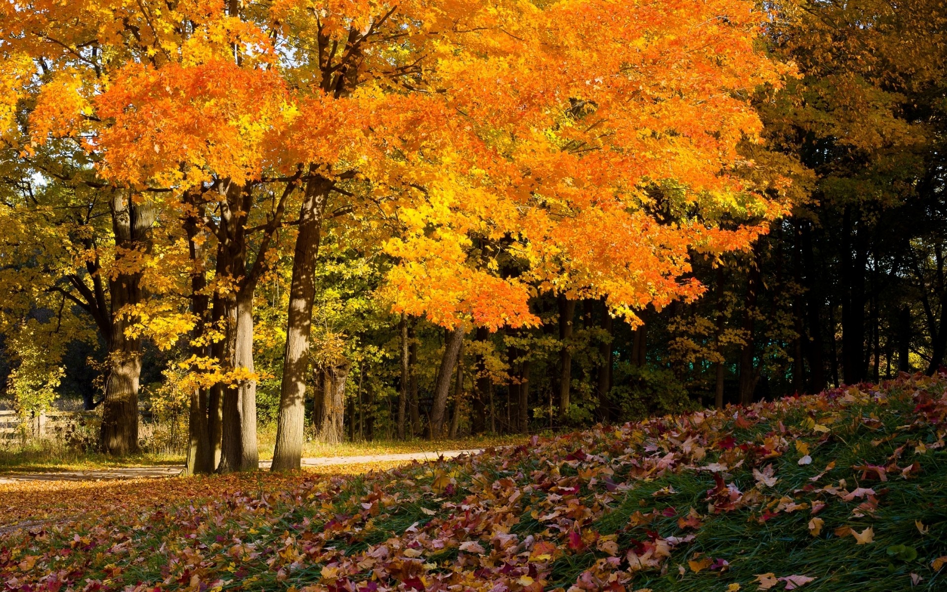 autumn fall leaf maple tree landscape season park nature wood outdoors scenic lush gold change leafes colours