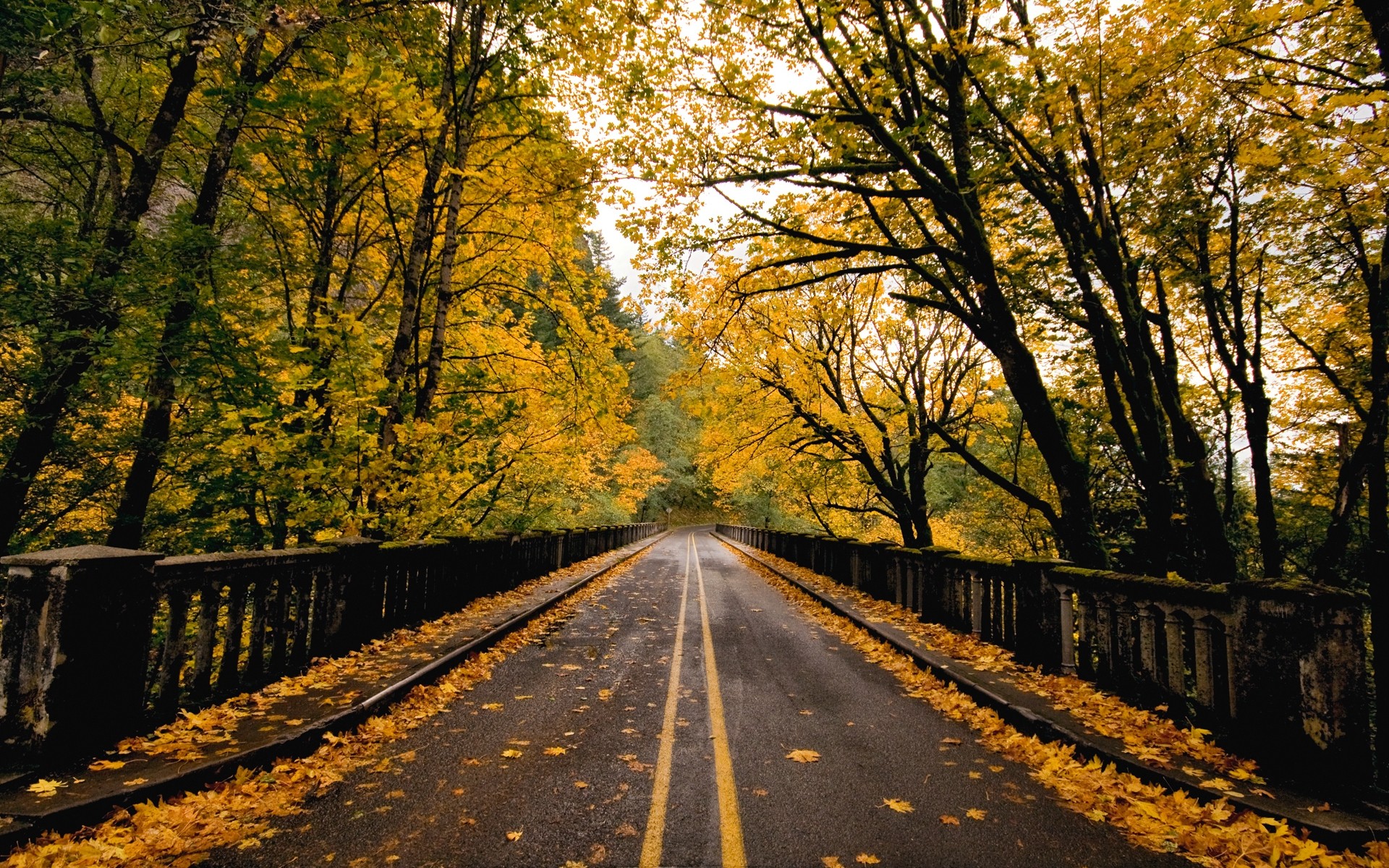 herbst straße herbst holz baum führung blatt landschaft natur park gasse landschaftlich im freien perspektive landschaft saison ländliche gasse blätter bäume