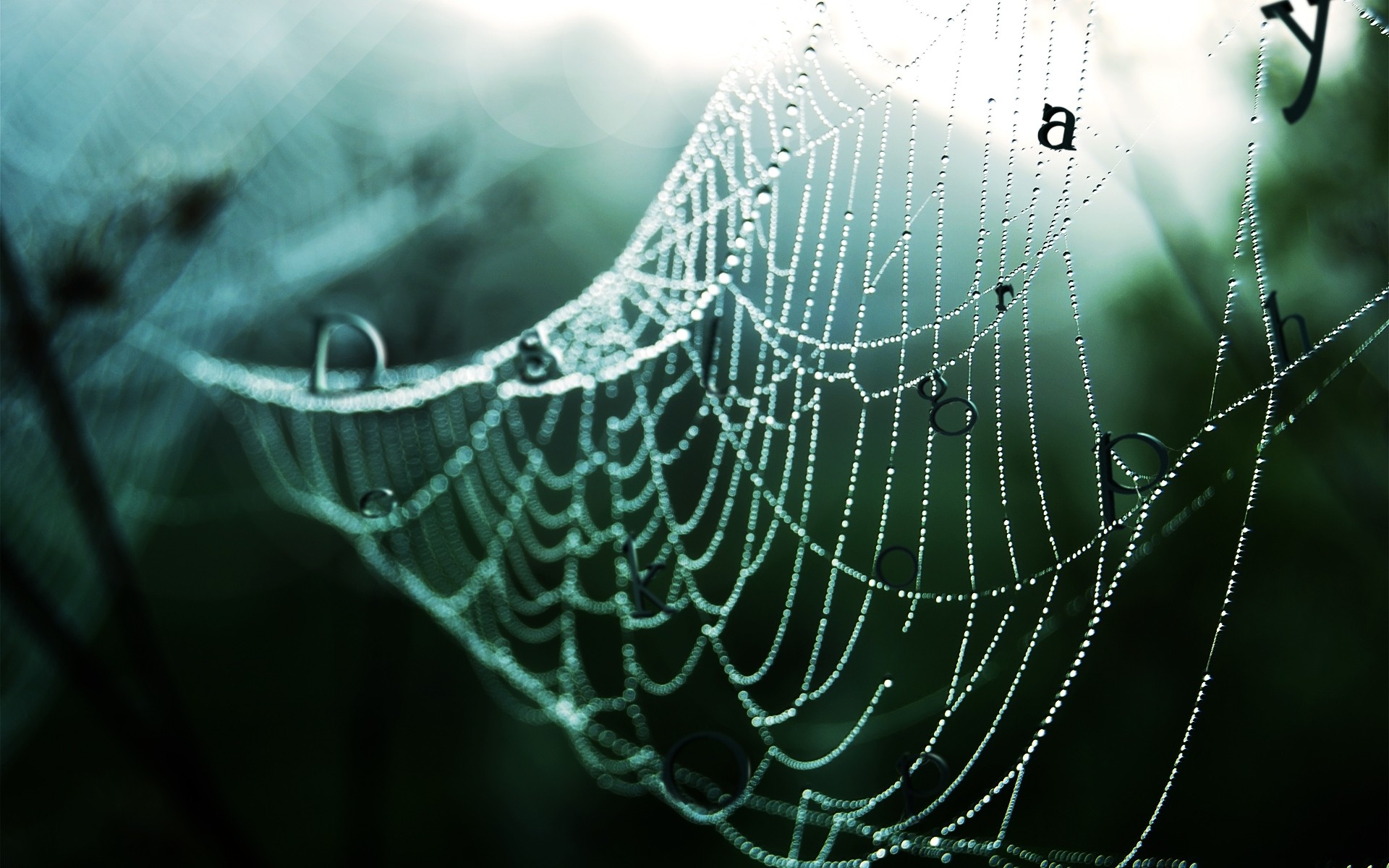 photo manipulation spiderweb spider cobweb trap web arachnid dew danger intricacy nature fear connection net pattern mist thread creepy spider web