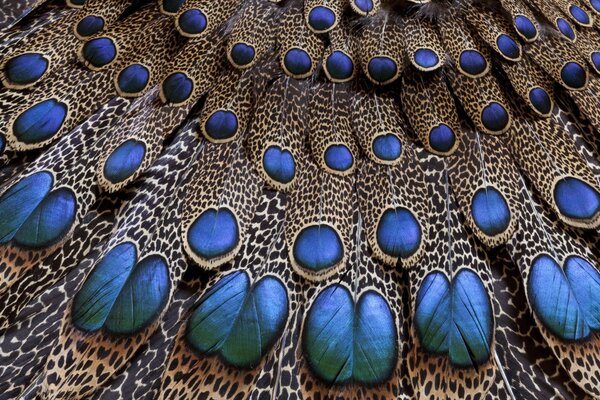 Macro shooting of a peacock s tail