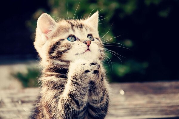 Cute fluffy kitten on a bench