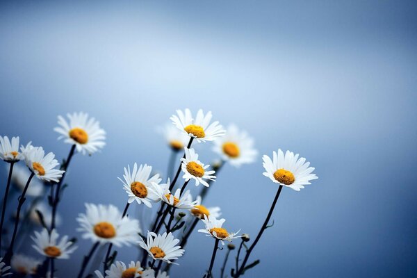 Beautiful daisies on a blue background