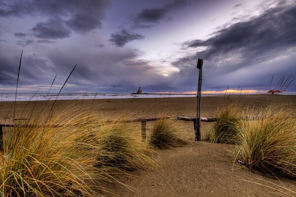 Touffes de carex sauvage sur la plage de sable