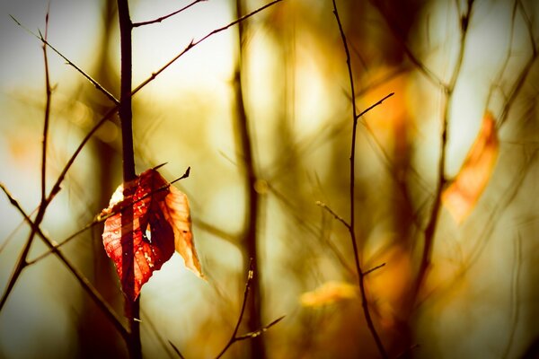 Hoja solitaria de otoño en las ramas