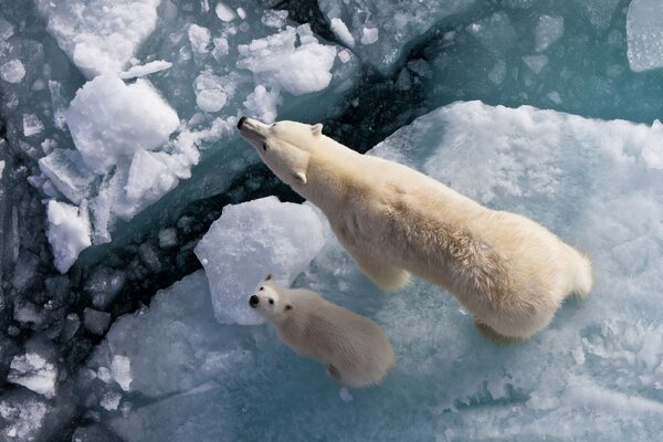 Dos osos polares en invierno en el hielo