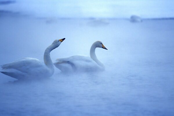 Cisnes blancos nadando en el agua en la niebla