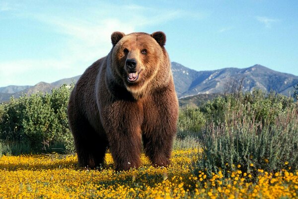 The harsh Russian brown bear