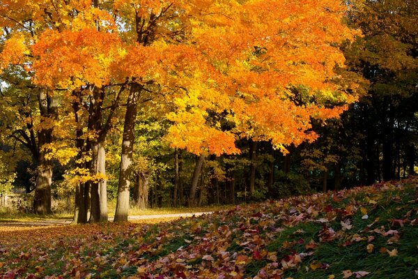 El parque de otoño es muy colorido y brillante