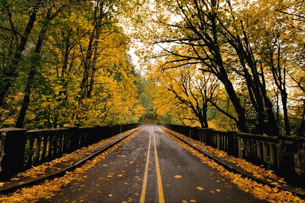 The road through the autumn forest