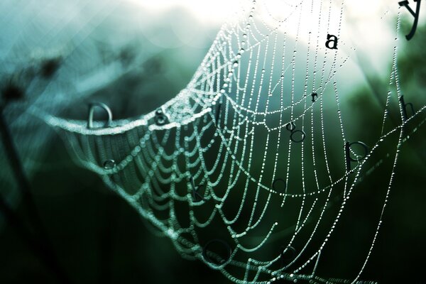 Teias de aranha em um fundo desfocado com letras