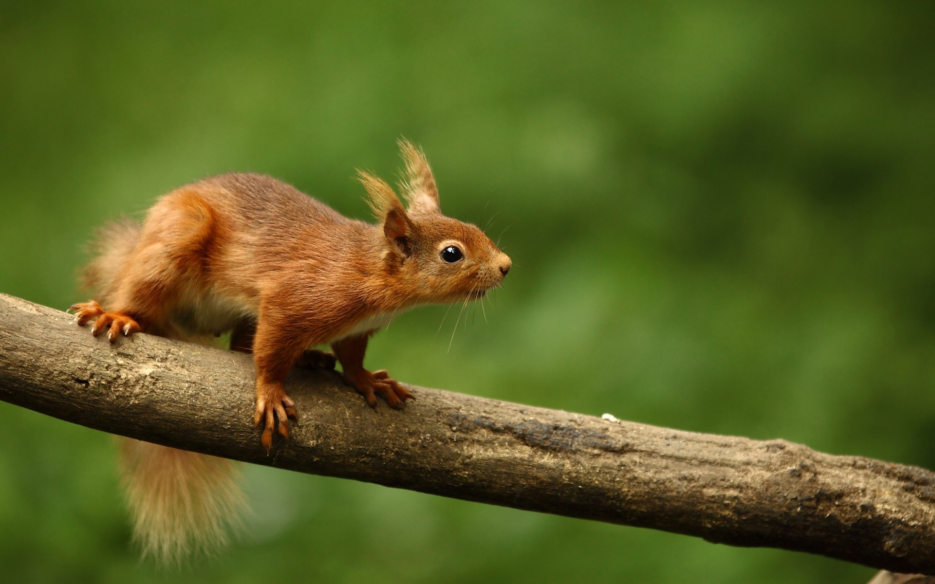 animals wildlife squirrel mammal animal cute nature rodent little wood tail