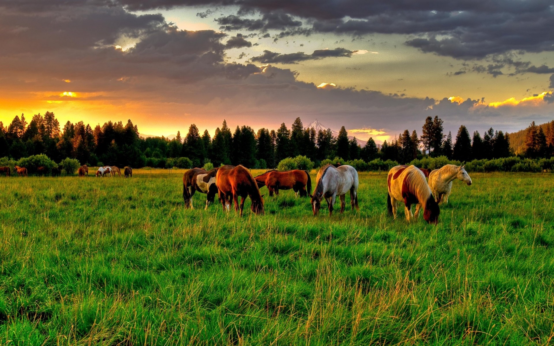 animaux herbe mammifère pâturage agriculture ferme foin champ rural nature animal à l extérieur pâturage coucher de soleil arbres cheval