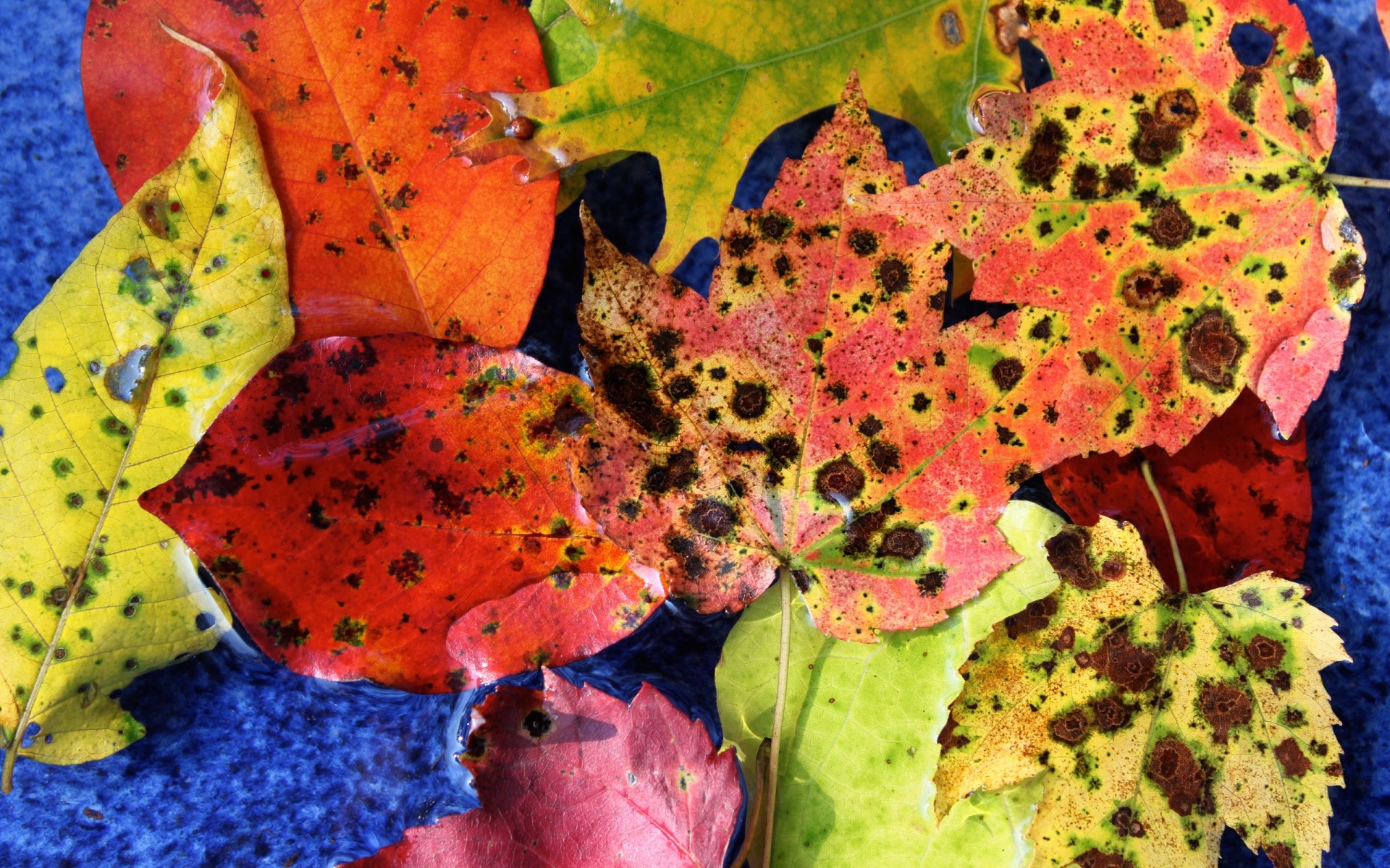 automne feuille automne texture nature couleur bureau lumineux feuilles