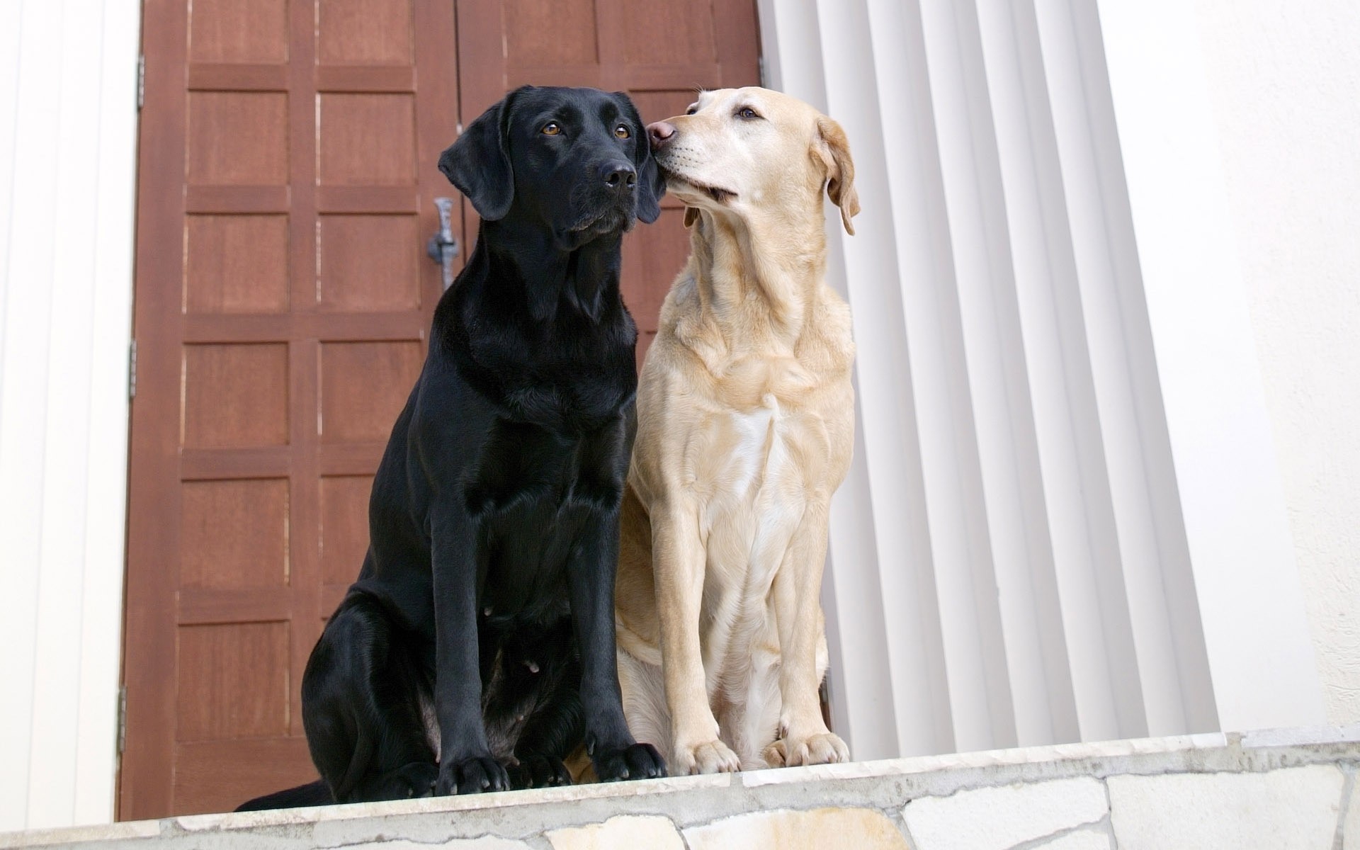 dogs dog pet cute domestic animal sit mammal portrait canine retriever looking young studio puppy adorable labrador animals photo funny kiss