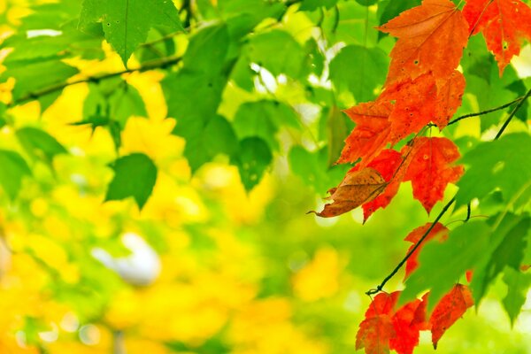 Macrofotografia di una foglia rossa autunnale su uno sfondo di foresta