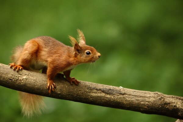 A red squirrel on a tree branch