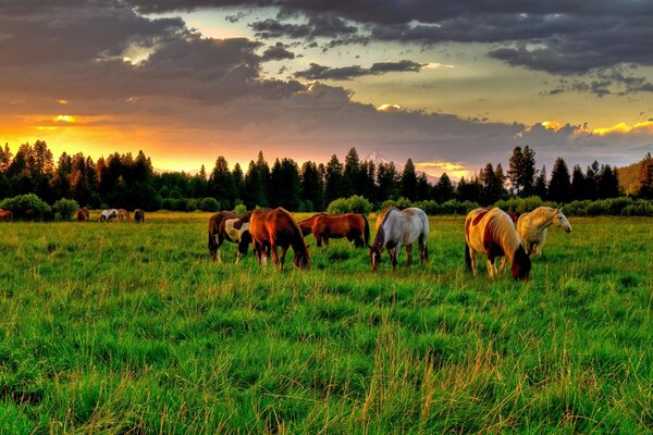 There were no horses grazing on the pasture