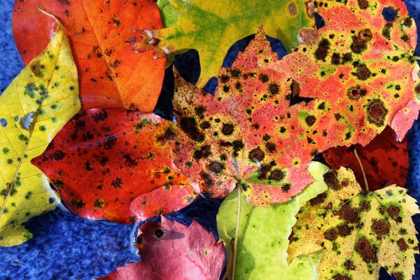 Tapis d automne panaché de feuilles