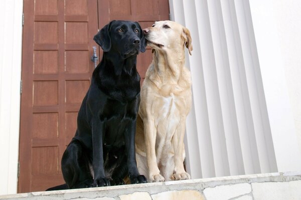 Hunde, die einander lieben