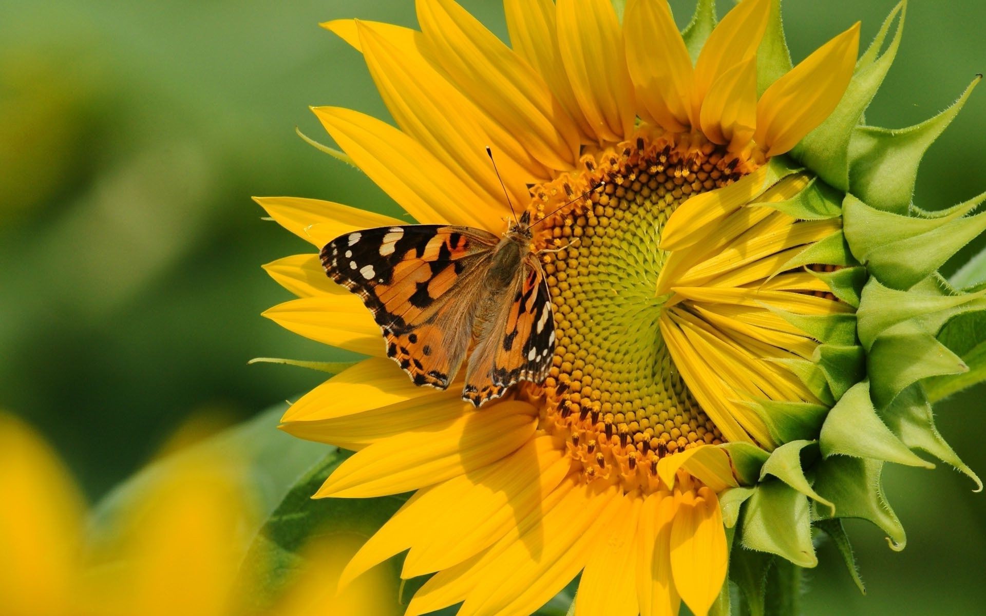 sunflowers nature leaf summer flora flower bright sunflower insect garden outdoors growth