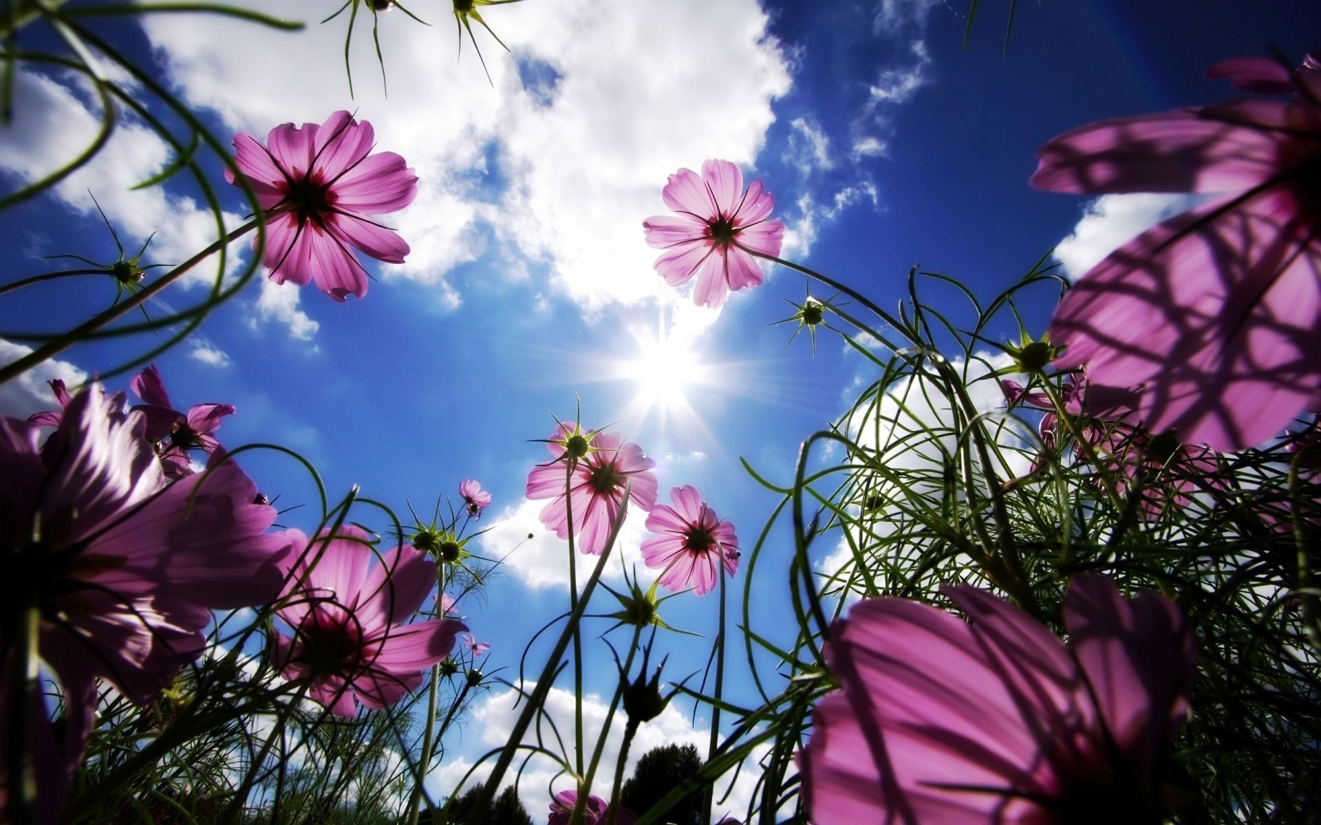 blumen blume natur flora sommer gras feld farbe garten sonne blumen blatt schön heuhaufen