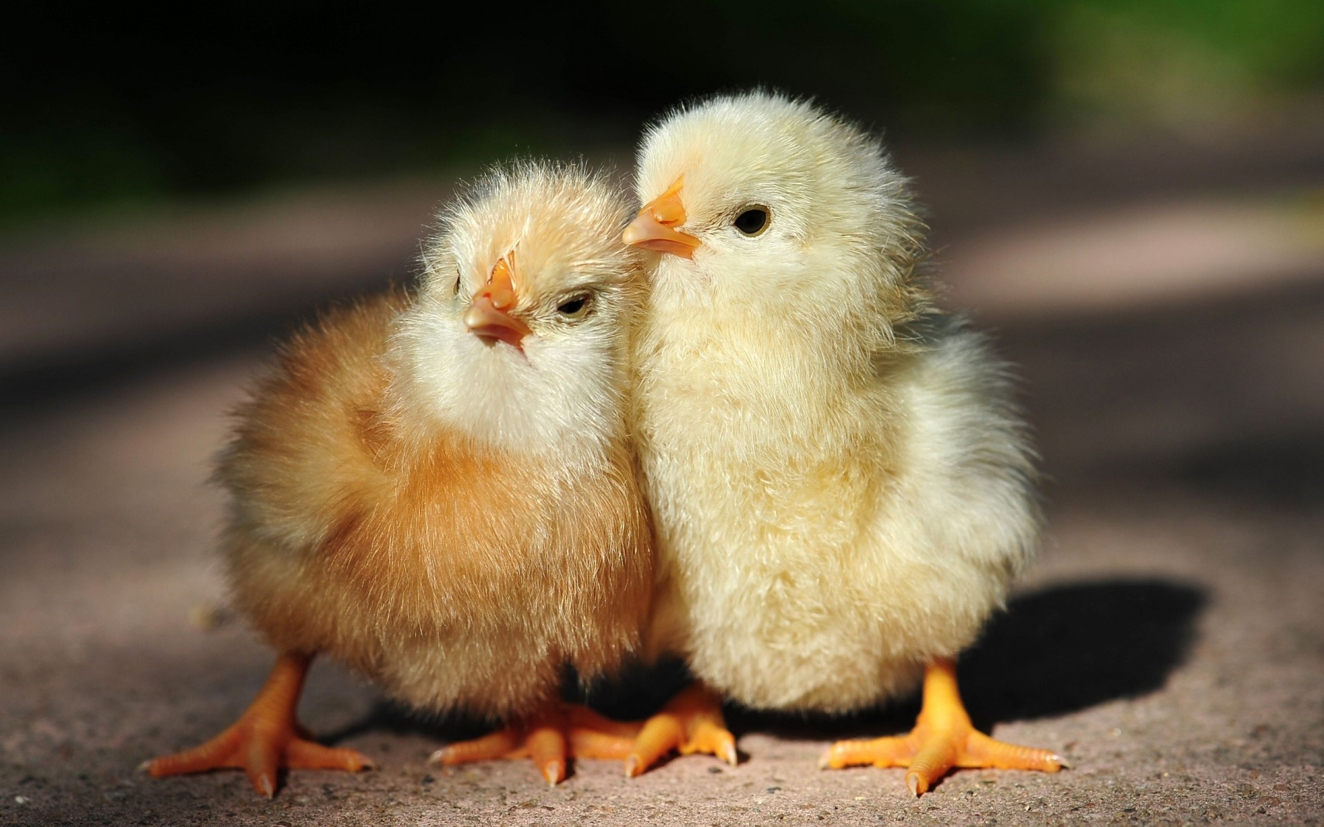 polluelos aves damas pascua pájaro abajo lindo recién nacido poco pollo bebé animal borroso granja divertido pollo pluma pequeño dos naturaleza