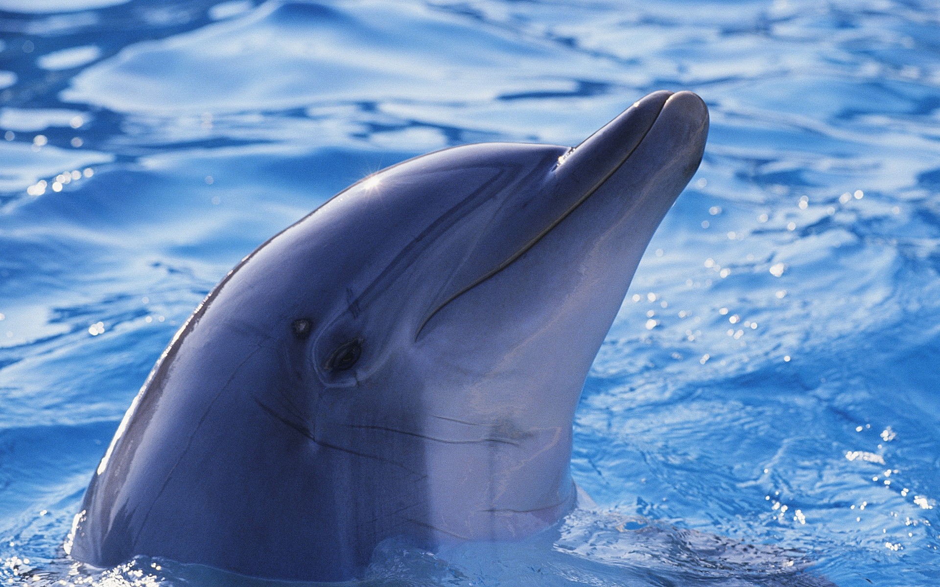 animaux marins ventilateur dauphin baleine sous-marin eau natation océan mammifère fin poissons mer faune nature en plein air aquarium givré