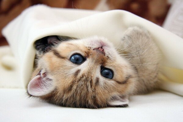 A blue-eyed playful kitten is lying in a blanket