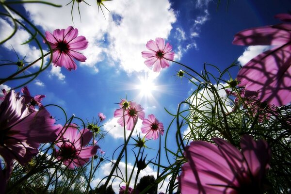 Lila Blumen auf Himmelshintergrund mit Wolken