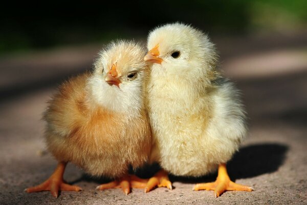 Deux poussins mignons se serrent les uns contre les autres