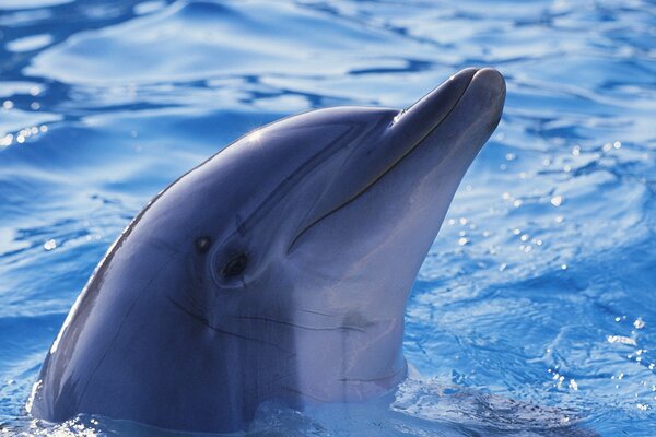 Delfines en su hábitat