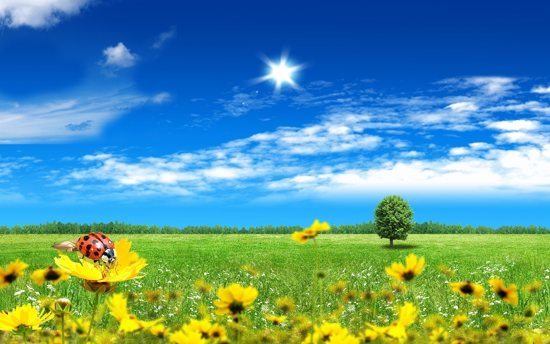 spring rural field hayfield sky landscape summer nature agriculture countryside grass flower farm pasture sun outdoors fair weather country flora growth scenery flowers sunny